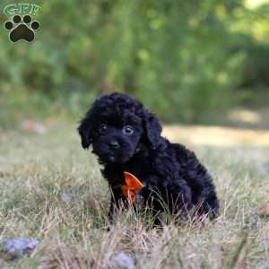 Waffles, Cavapoo Puppy